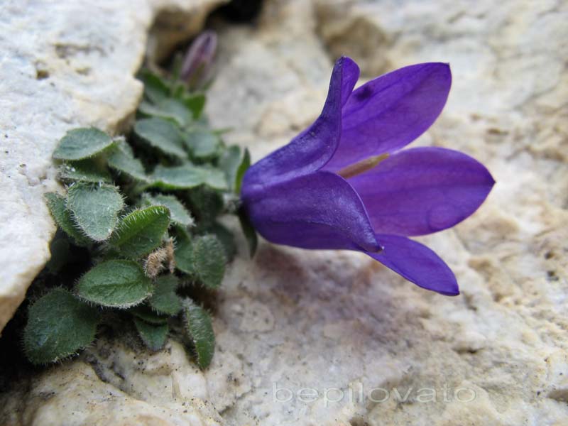 Campanula morettiana / Campanula di Moretti